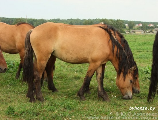 Белорусская упряжная: Брусника 60